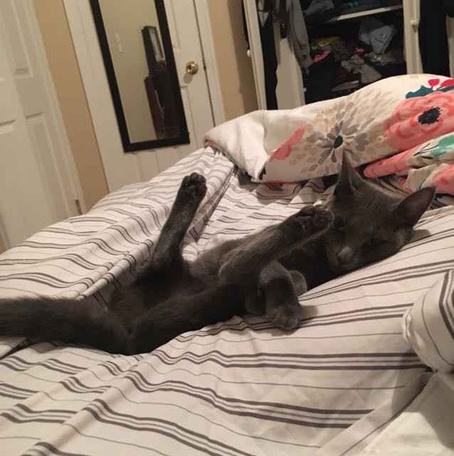 NWR: Silly pictures of your pets