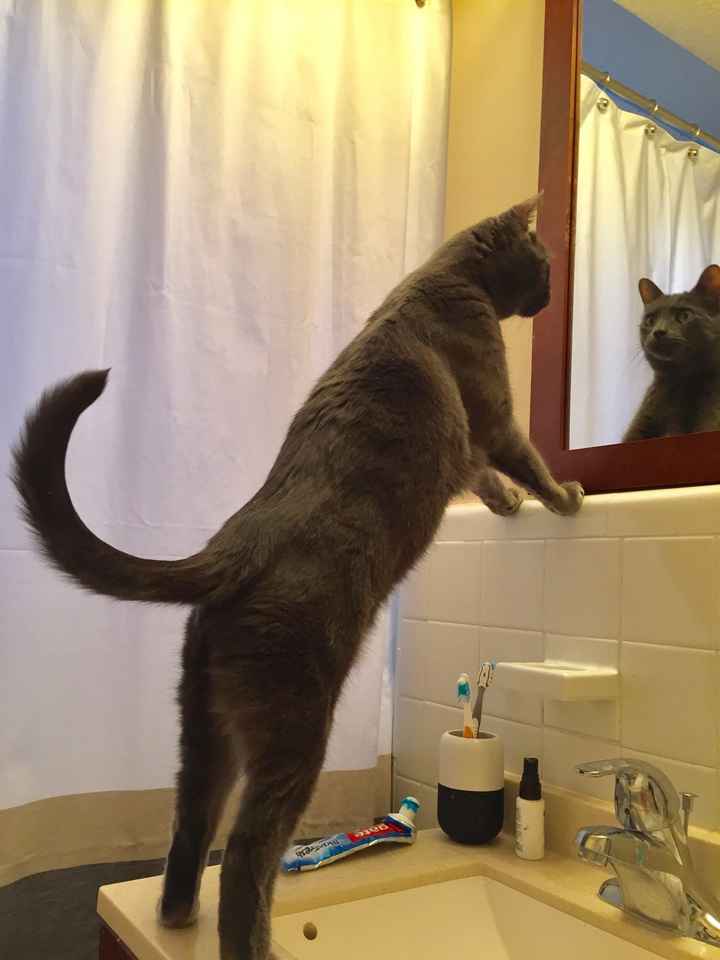 NWR: surgery pick me ups