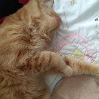 Show my your kitties!