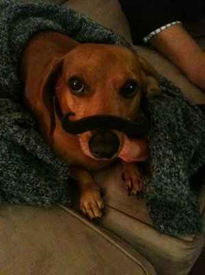 Furbabies!!! Lets show them off!