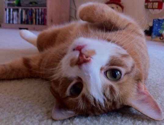 NWR- who has adopted their animals??