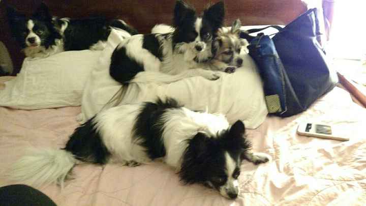 NWR: Dachshunds and other small dog owners