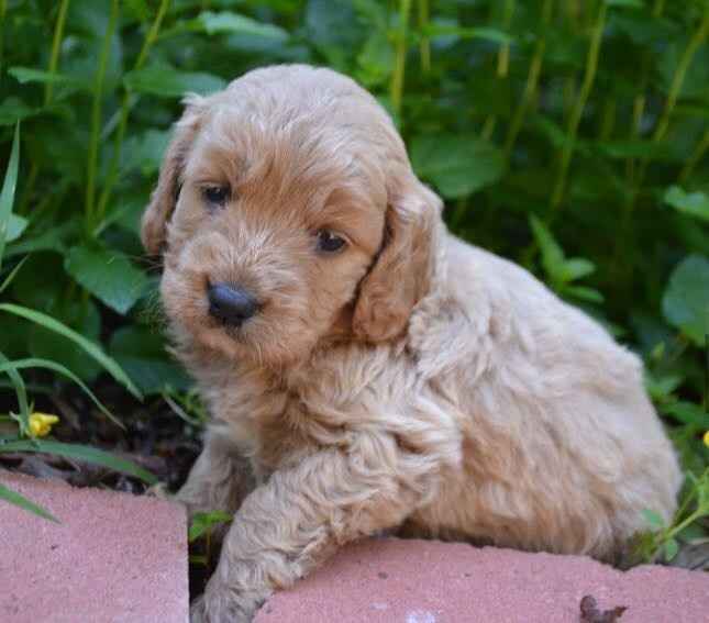 NWR-Which puppy to choose???