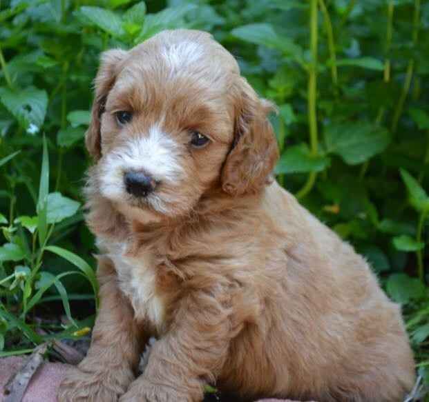 NWR-Which puppy to choose???