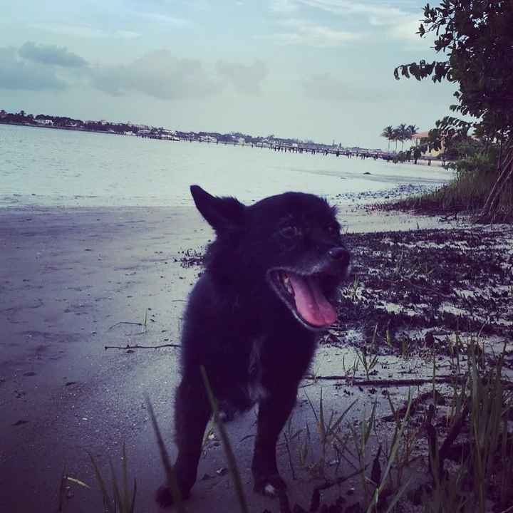 NWR: Our fur baby is going to the big dog park in the sky :(