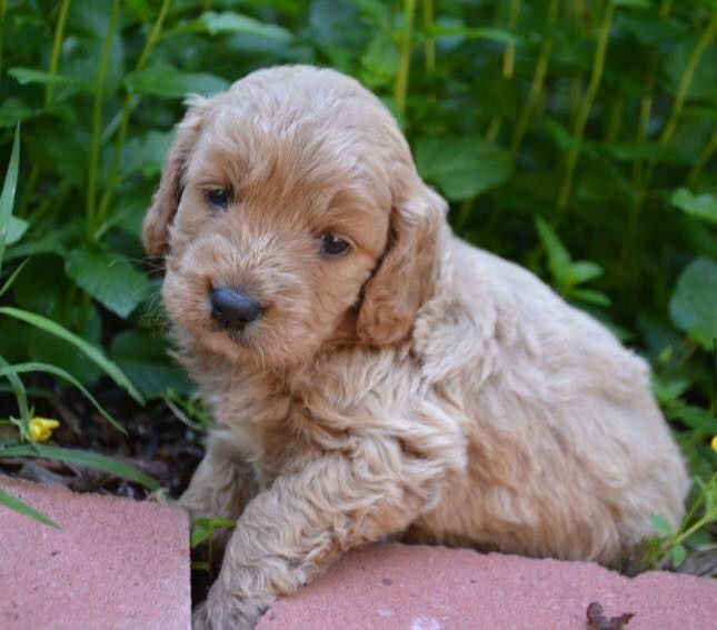 NWR-Which puppy to choose???
