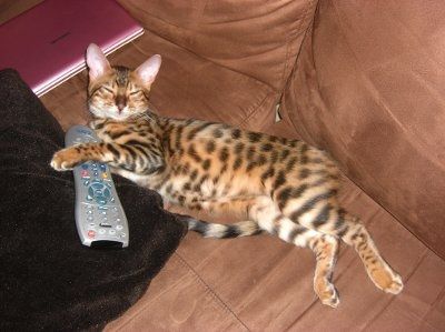 Furbabies!!! Lets show them off!
