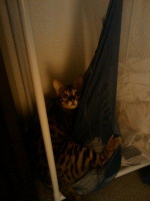 Furbabies make me happy :)