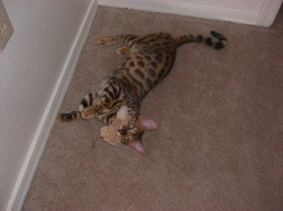 kitten cats... keep mine in your thoughts!