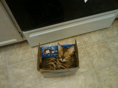 *NWR* Show me your pets/animals! *PICS*