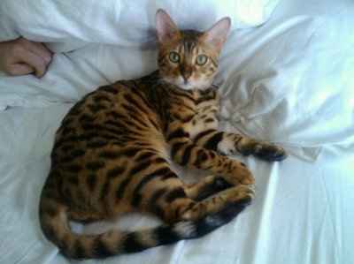 Furbabies make me happy :)