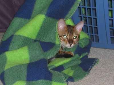 Furbabies!!! Lets show them off!