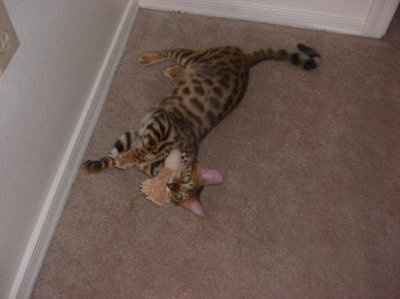 kitten cats... keep mine in your thoughts!