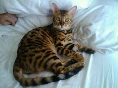 NWR: Lets see our pets!!