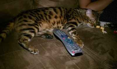 *NWR* Show me your pets/animals! *PICS*