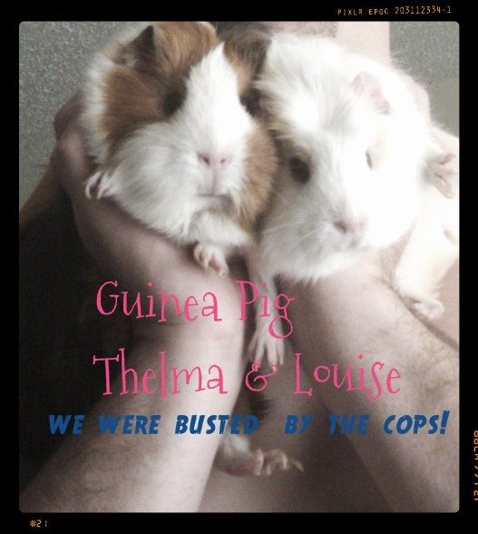 It's Friday!!  Let's be animals!