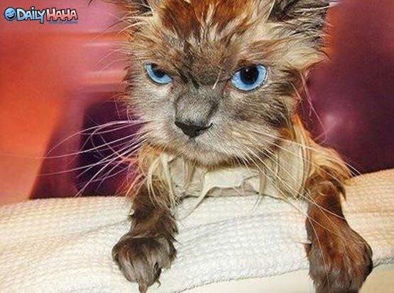 NWR- Funny pictures!