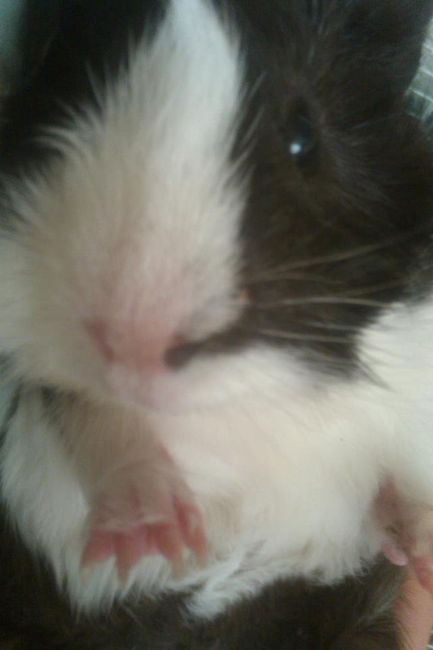 NWR: Fur Babies!