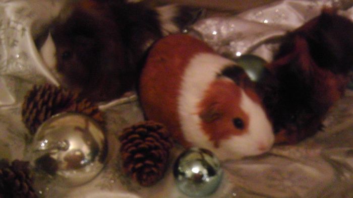 NWR: Fur Babies!