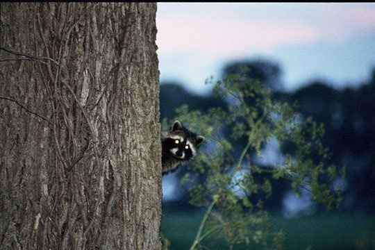 NWR-What's for din din in your house?