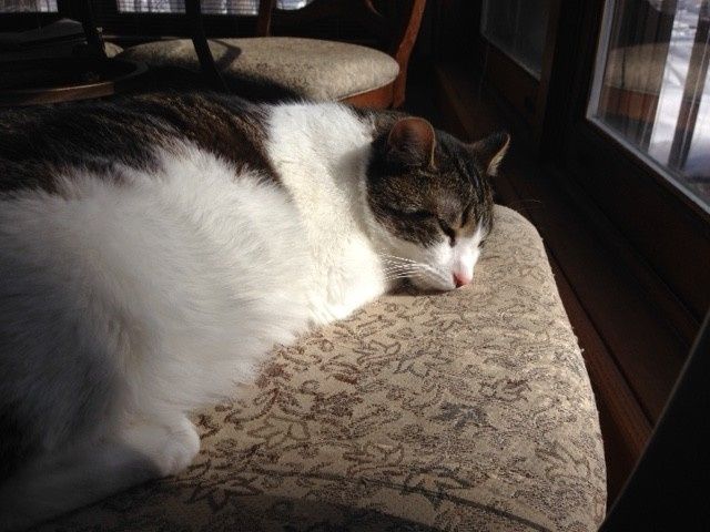 #petlife - pet memes & furbaby pictures!