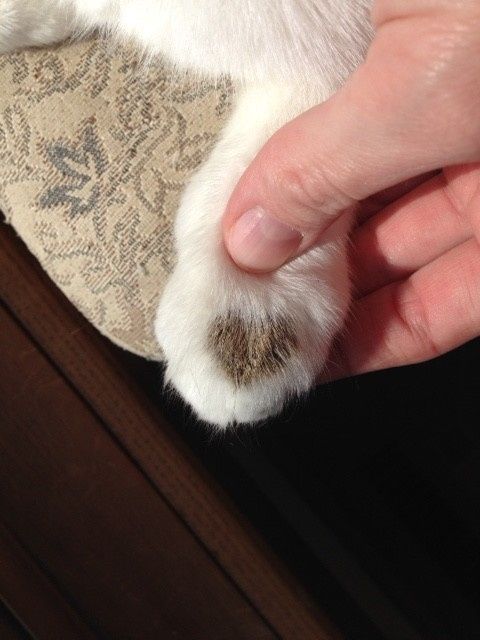 #petlife - pet memes & furbaby pictures!