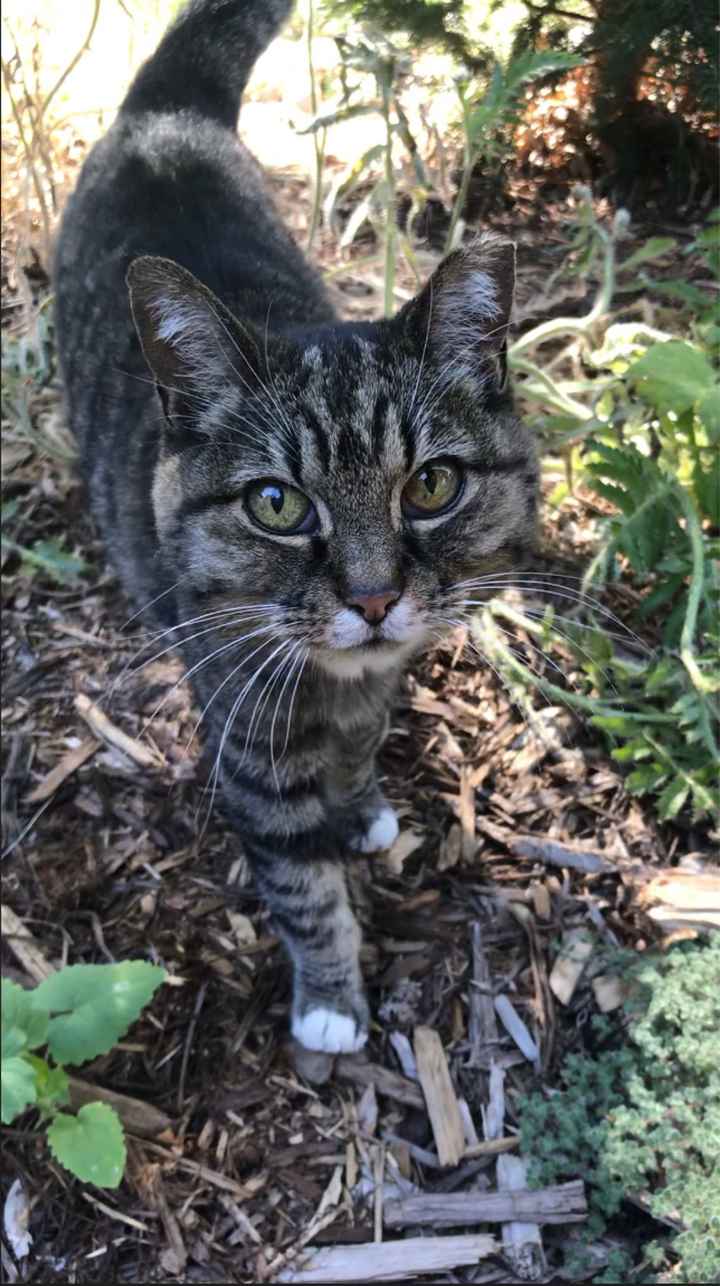 Show me your fiance and pet - 2