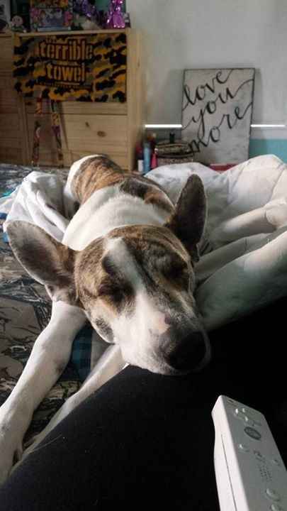 NWR: Lets talk pets.