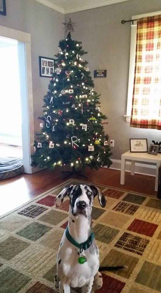 NWR: Show me your Christmas Trees, Hanukkah decor, or any other holiday stuff you put out!!