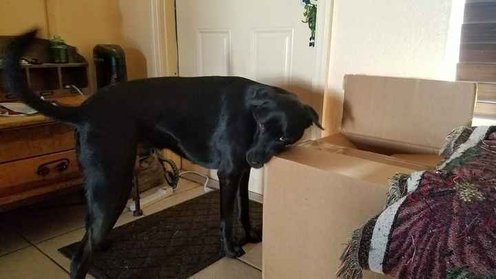 Pets "helping" you make things