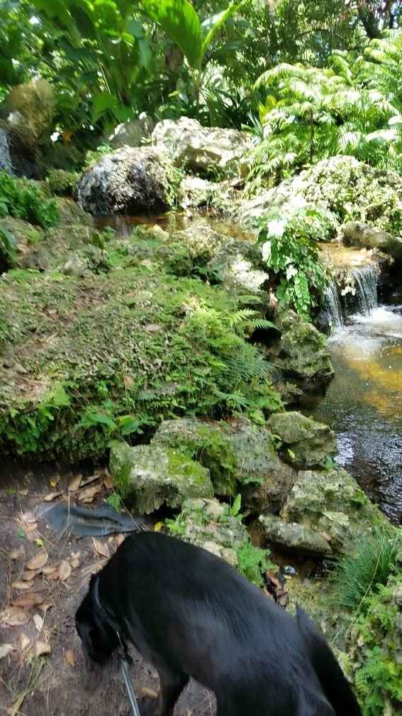 Pets "helping" you make things