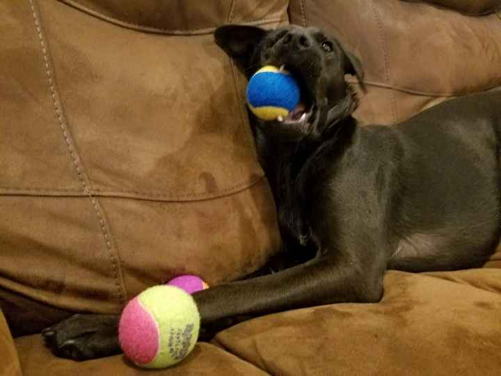 NWR: Show me your fur babies