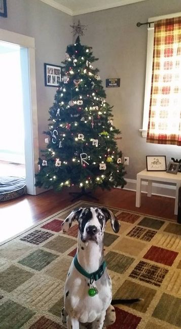 NWR: Show me your Christmas Trees, Hanukkah decor, or any other holiday stuff you put out!!