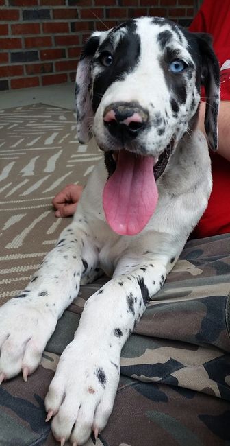 NWR: new puppy