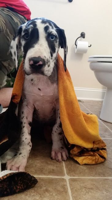 NWR: new puppy