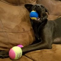 NWR: Show me your fur babies