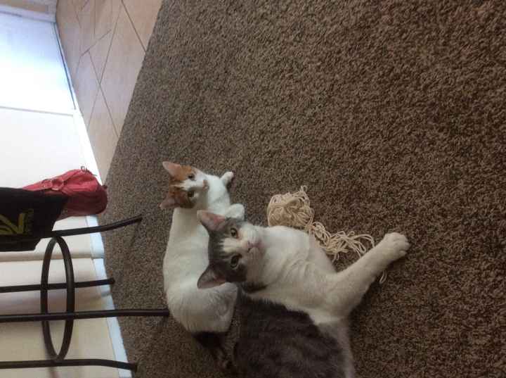 Sorta OT: Any brides planning while in school?