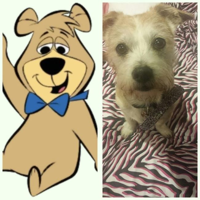 NWR: Pet Owners...Can we play a fun game? :D