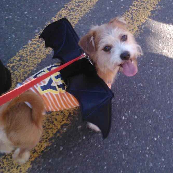 NWR: Do your pets celebrate Halloween?