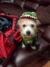 NWR: Do your pets celebrate Halloween?