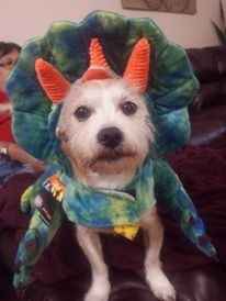 NWR: Do your pets celebrate Halloween?