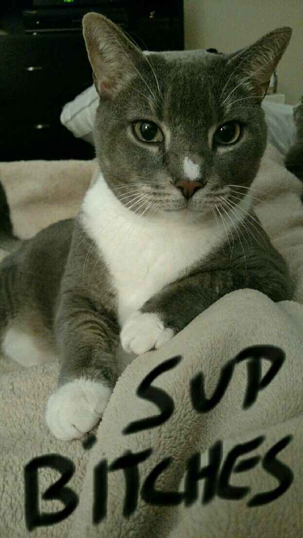 NWR: Tomorrow is National Cat Day!