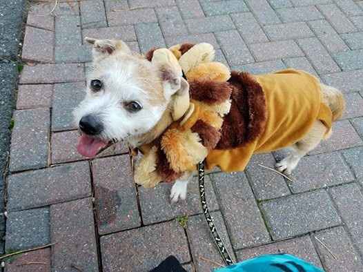 NWR Show us your Halloween Pets!
