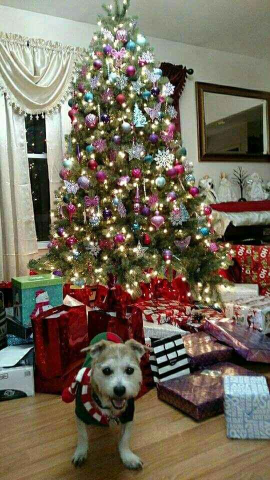 NWR-show me your Xmas trees
