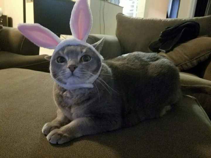 Positive thoughts and pictures of fluffy pets please