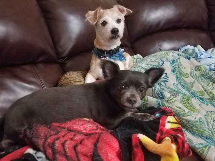 Today is National Pet Day! Let's see those fur babies :)