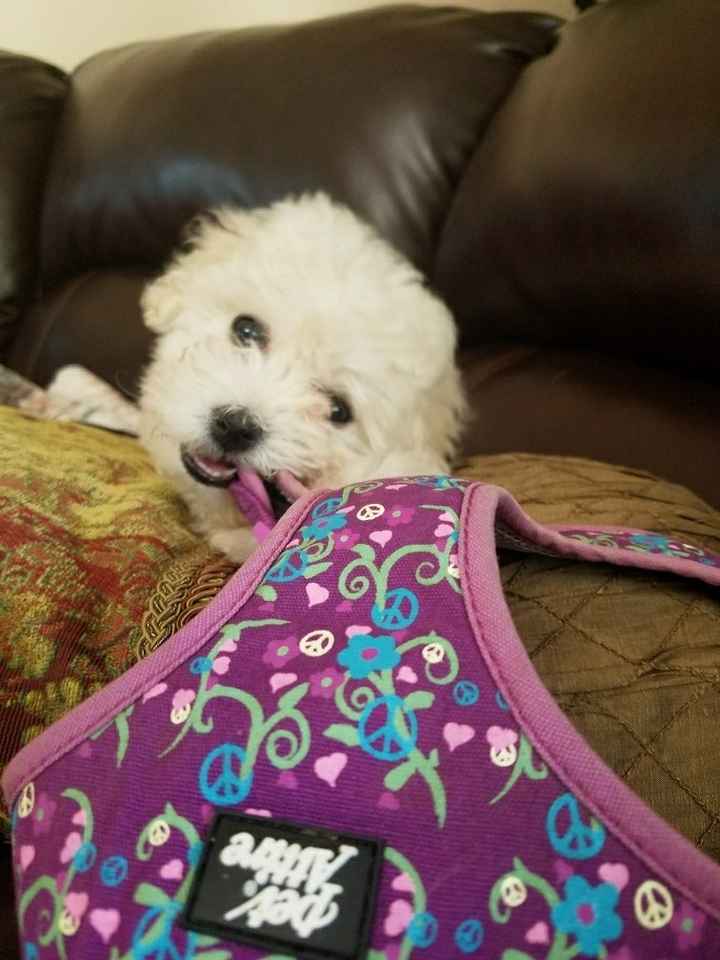 Nwr: puppy fever! (Pics included)