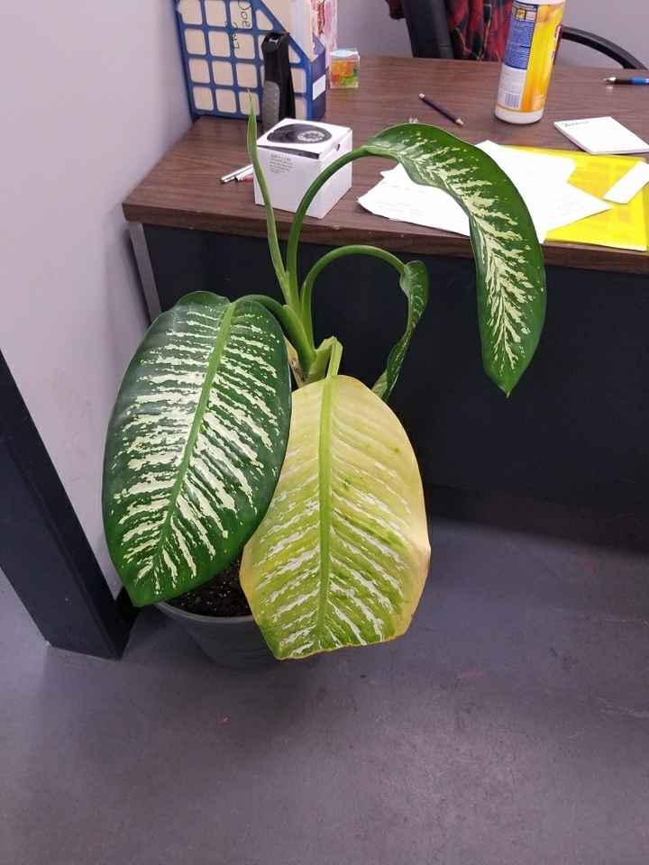 Nwr: can someone help me identify this tree?