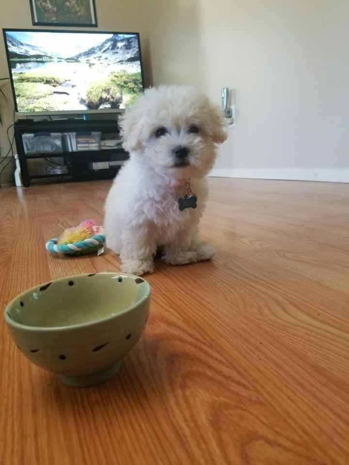 Nwr: puppy fever! (Pics included)