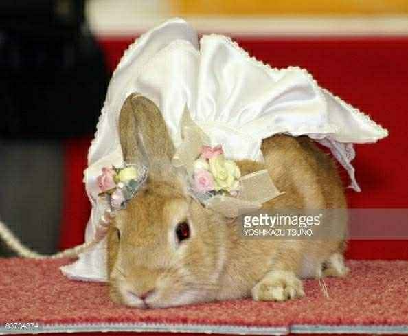 Wedding dress sizes?